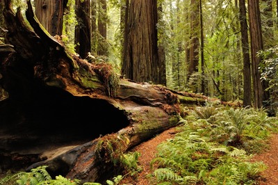 fallen redwood