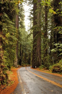 Avenue of the giants