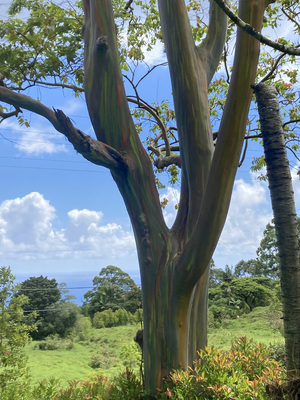 rainbow eucalyptus